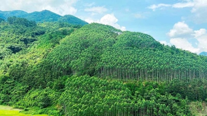 Vietnam sells 10.3 million forest carbon credits in 2023
