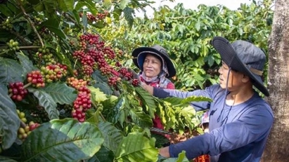 Coffee exports tipped to hit $5bln in 2024 on rising price