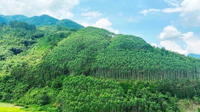 Vietnam Earns $51.5 Million for Forest Conservation, Sets Regional Example