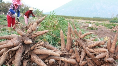 Ngành thuế mạnh tay với doanh nghiệp núp bóng hộ kinh doanh để trốn thuế