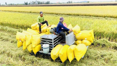 Opportunities and challenges for rice export