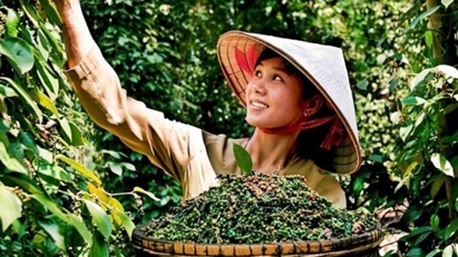 Vienamese pepper prices skyrocket amid global supply decline