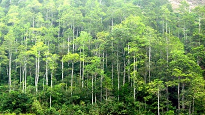 Wood and forestry product export value expected at $20 bln by 2025