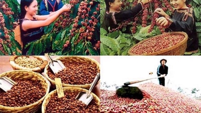 1H coffee export hits $3.2 billion on rising prices