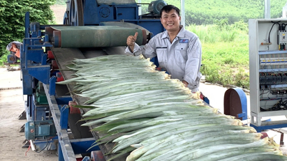 Việt Nam thành công sản xuất quy mô lớn tơ, sợi, vải sinh thái từ lá dứa