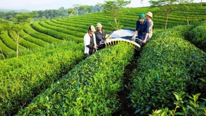 Vietnam becomes fifth largest tea exporter worldwide