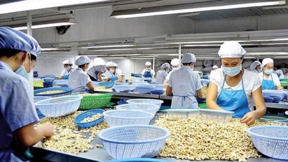 Vietnam secures global leadership in cashew exports over 10 months