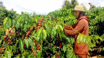 Vietnam continues preparing for EU deforestation regulation inspite of implementation postponement