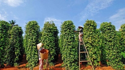 Vietnam's pepper exports projected to reach a new record of $1.3 bln this year.