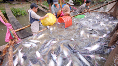 Tra fish export expected to hit $2 bln in 2024