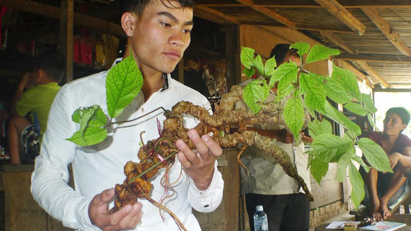 Quảng Nam muốn trồng 10.000ha Ngọc Linh 