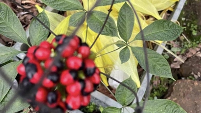 Quang Nam strengthens efforts to develop Ngoc Linh ginseng into international brand