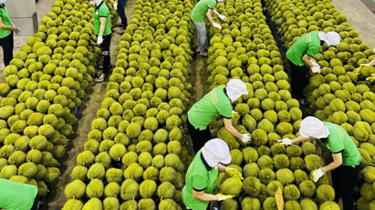 Fruit and vegetable exports fetch $6.66 bln in 11M