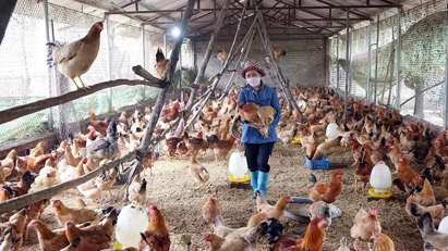 Vietnam's livestock industry sees strong 5.4% growth