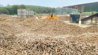 China remains top market for Vietnam's cassava