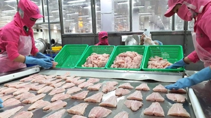 Limited supply drives up Vietnam catfish prices