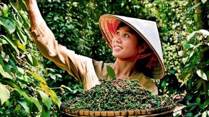 Vietnam the second largest pepper supplier to Taiwan 