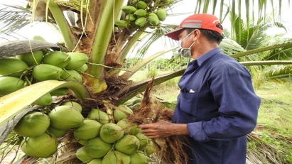 Coconut export revenue hits 14-year high in 2024