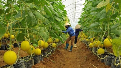 Strategy needed for Vietnamese organic food to tap Nordic demand