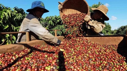 Vietnam's coffee export value increased significantly 