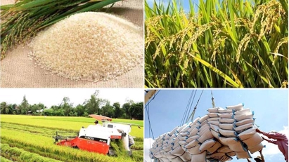 Team established to inspect Mekong Delta rice exports 