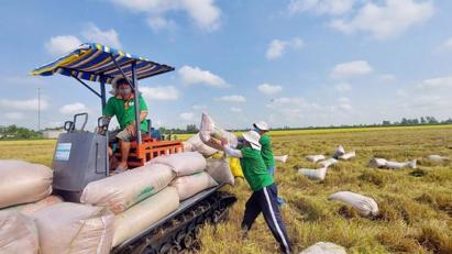 Vietbet88ese rice export prices top global market