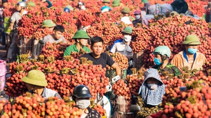 Vietnam prepares for bumper lychee season, aims for export growth