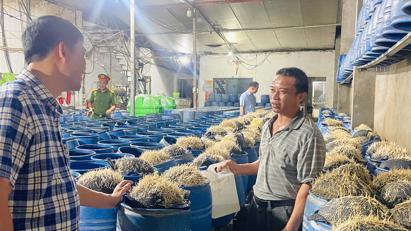 Lào Cai triệt phá 2 cơ sở dùng chất độc hại sản xuất hàng trăm tấn giá đỗ