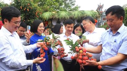 Hải Dương mở vườn vải thiều Thanh Hà 2025