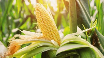 Việt Nam sẽ tăng mua nông sản từ Hoa Kỳ, hướng tới cân bằng thương mại giữa hai nước