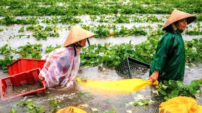 Gần 90.000 ha hoa màu chìm trong nước, thiệt hại nặng vì mưa lũ