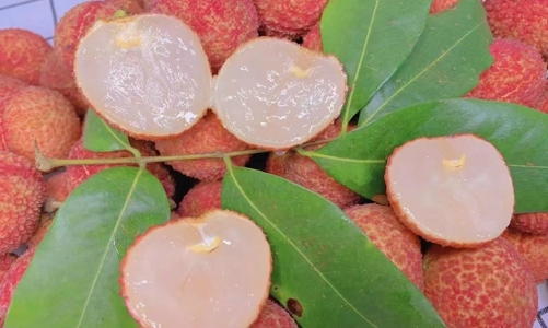 Vải thiều không hạt có thực sự “đáng tiền”?