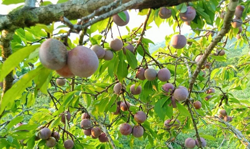 Chuyển đổi cây trồng, mở hướng làm kinh tế cho đồng bào Mông ở Mường Lát