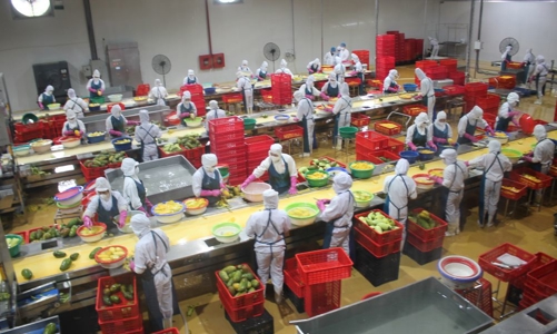 Khánh thành dây chuyền đồ hộp giấy rau quả chế biến ở Sơn La