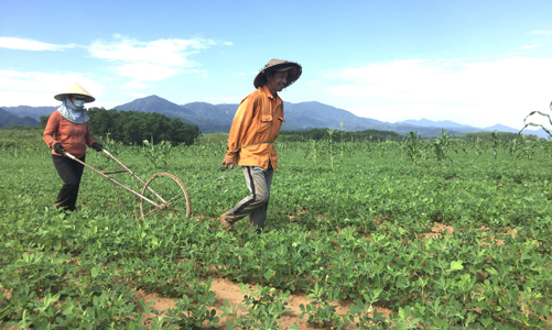 Hỗ trợ sinh kế, thích ứng biến đổi khí hậu cho 1.000 hộ nông dân sản xuất nhỏ, phụ nữ dân tộc thiểu số Quảng Trị