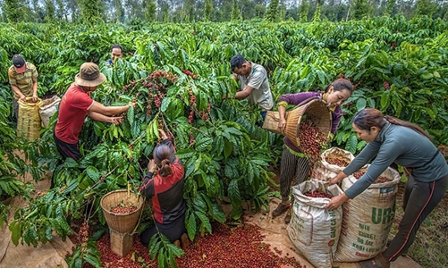 Xuất khẩu nông, lâm, thuỷ sản 6 tháng đầu năm 2025 tăng 15,5% so với cùng kỳ