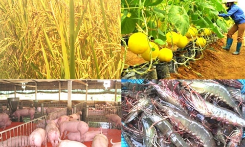 Sản xuất nông nghiệp: Nhiều tín hiệu tích cực từ chuyển đổi cơ cấu và áp dụng công nghệ cao