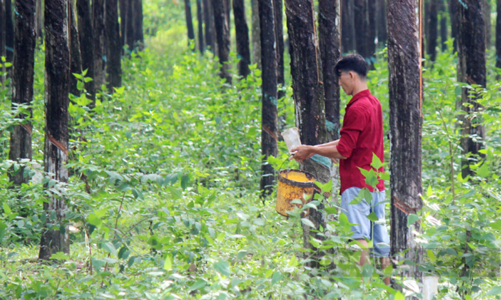 Cao su tiểu điền trước yêu cầu mới của EU: Cơ hội nâng cấp chuỗi cung ứng bền vững