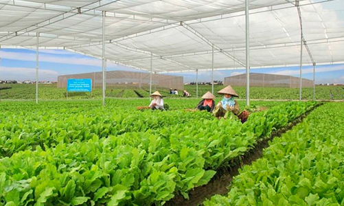 Huế triển khai các dự án thúc đẩy phát triển nông nghiệp thông minh, thích ứng biến đổi khí hậu