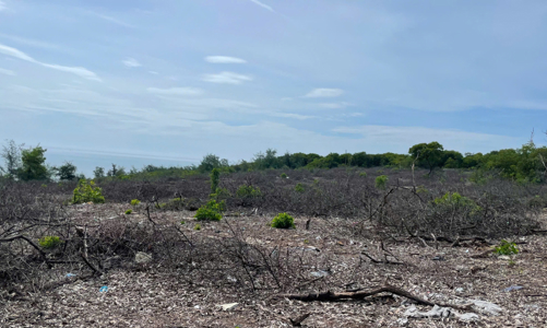 Bất cập trong quản lý khiến rừng phòng hộ ven biển liên tiếp bị xâm hại