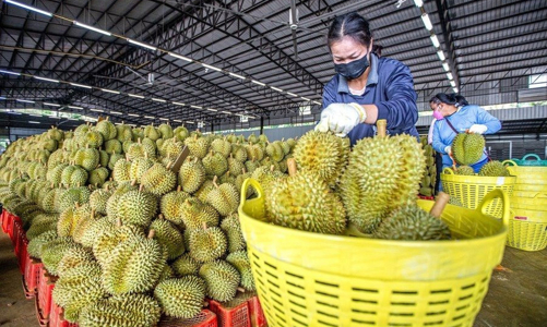 Trung Quốc siết kiểm dịch, xuất khẩu tại Lào Cai giảm sốc 