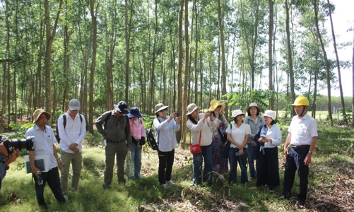 Thúc đẩy quản lý rừng bền vững từ các mô hình trồng rừng chu kỳ dài