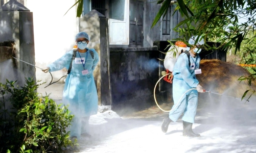 Bộ Y tế khuyến cáo phòng bệnh liên cầu lợn