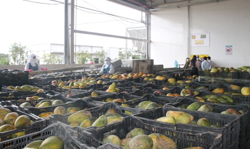 Nâng giá trị nông sản vùng Tây Bắc: Tập trung vào chế biến sâu