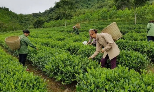 Giao khoán đất trong công ty nông nghiệp: Đã đến lúc cần một cơ chế mới