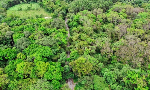 Huế trồng hơn 70 ha rừng thay thế để ứng phó biến đổi khí hậu