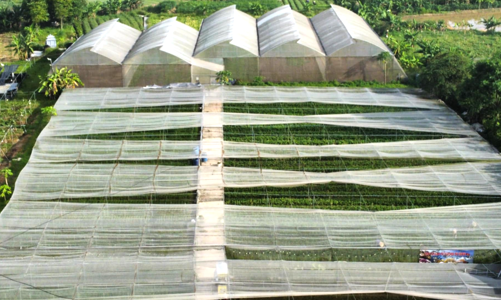 Thanh Hóa: Một mô hình nông nghiệp sạch từ những mảnh ruộng bỏ hoang 