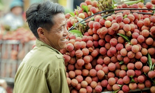 Vải thiều Bắc Ninh, Hải Phòng bứt phá trên thị trường nông sản toàn cầu   