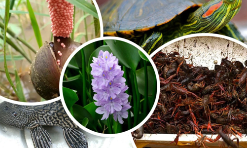 Tăng cường quản lý loài ngoại lai xâm hại, xây dựng hệ sinh thái an toàn và bền vững