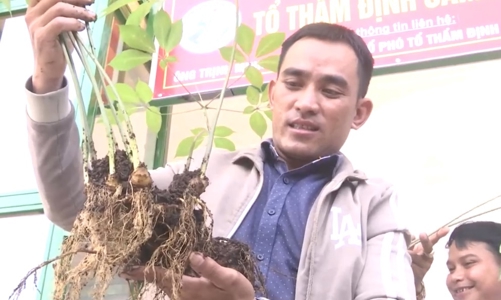 Hơn 2.000 lượt người đến tham quan, mua sắm tại Phiên chợ Sâm Ngọc Linh